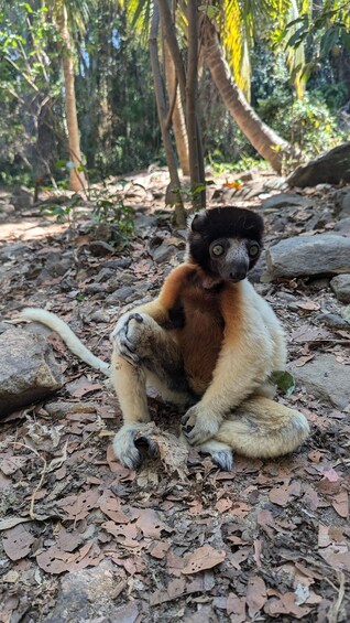 A lemur sitting on the forest floor surrounded by rocks and dry leaves. 5
