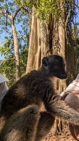 A lemur being held by a person. 2