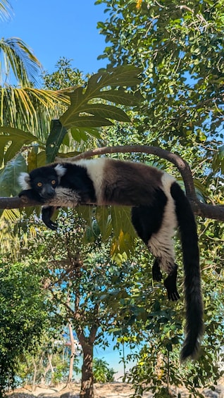 A lemur resting on a tree branch. 1