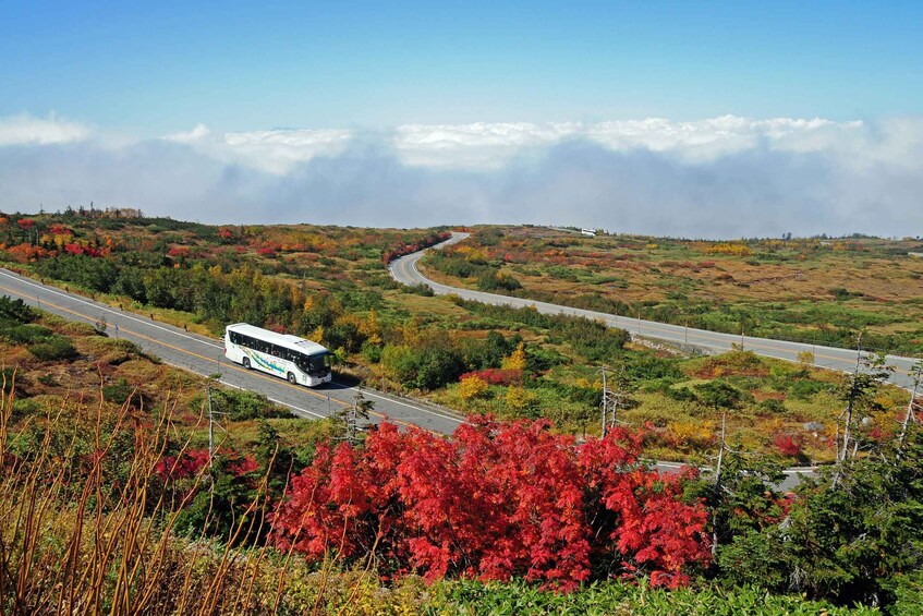 Picture 2 for Activity From Kanazawa/Nagano: Tateyama Kurobe Snow Wall Day Tour 3
