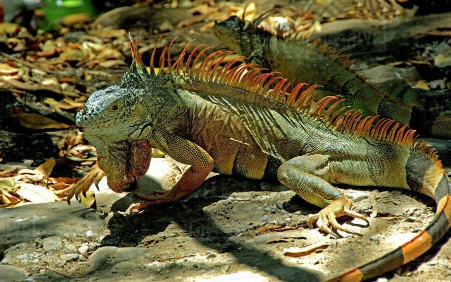 Full Sightseeing Tour of Ixtapa Zihuatanejo and Iguana and Crocodile Watching 1