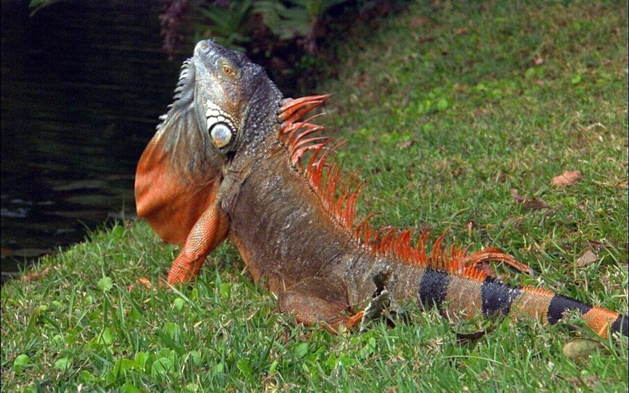 Picture 2 for Activity Full Sightseeing Tour of Ixtapa Zihuatanejo and Iguana and Crocodile Watching 3