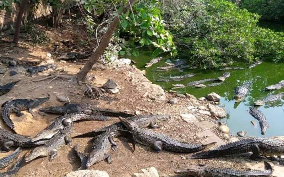 Picture 3 for Activity Full Sightseeing Tour of Ixtapa Zihuatanejo and Iguana and Crocodile Watching 4