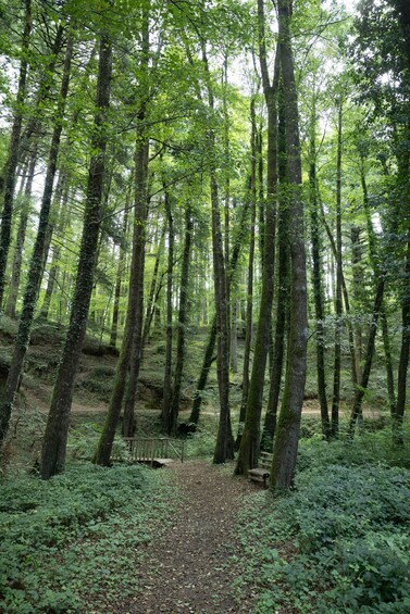 Picture 2 for Activity Serra San Bruno: Archiforo Forest and the charcoal burners' tradition 3