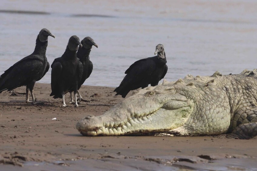 Picture 8 for Activity Tropical Adventure in Puntarenas: Crocodiles, Monkeys, and Much More 3