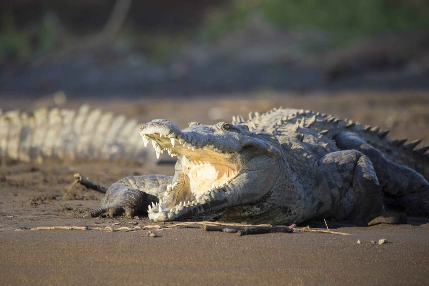 Picture 9 for Activity Tropical Adventure in Puntarenas: Crocodiles, Monkeys, and Much More 2