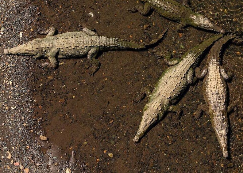 Tropical Adventure in Puntarenas: Crocodiles, Monkeys, and Much More 1