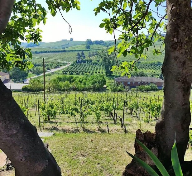 Picture 1 for Activity Monferrato: e-bike tour through the vineyards with Piedmontese wine tasting 3