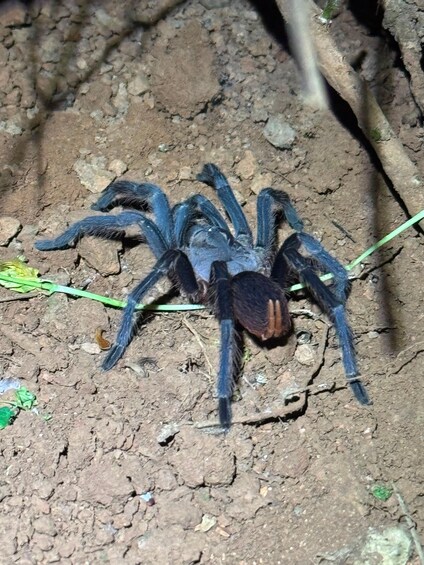 A large spider on dry, cracked ground with sparse vegetation. 3