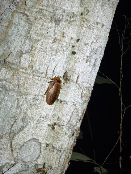 A brown insect on a tree trunk. 2