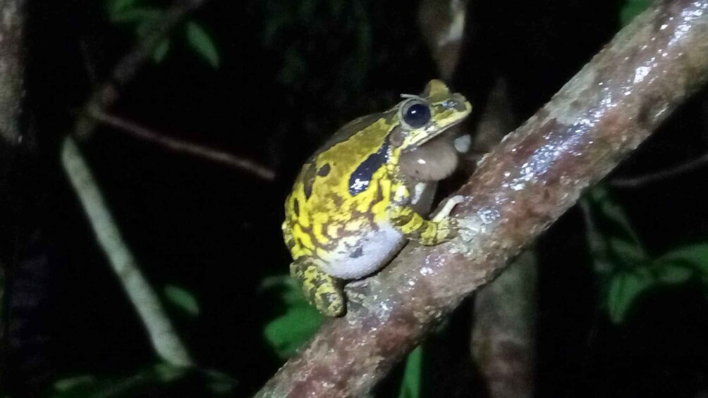 A frog on a branch in a dark environment. 5