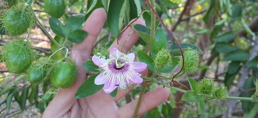 Picture 11 for Activity Chiapas: an inner journey in a sustainable food forest 5