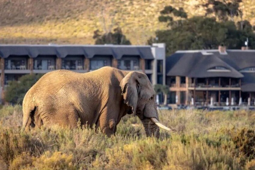 Taste of South Africa: 2 Day Aquila Big5 Safari & Winelands Lunch 1