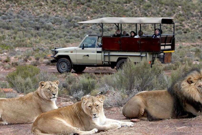 Three lions lying on the ground with a safari vehicle in the background. 5