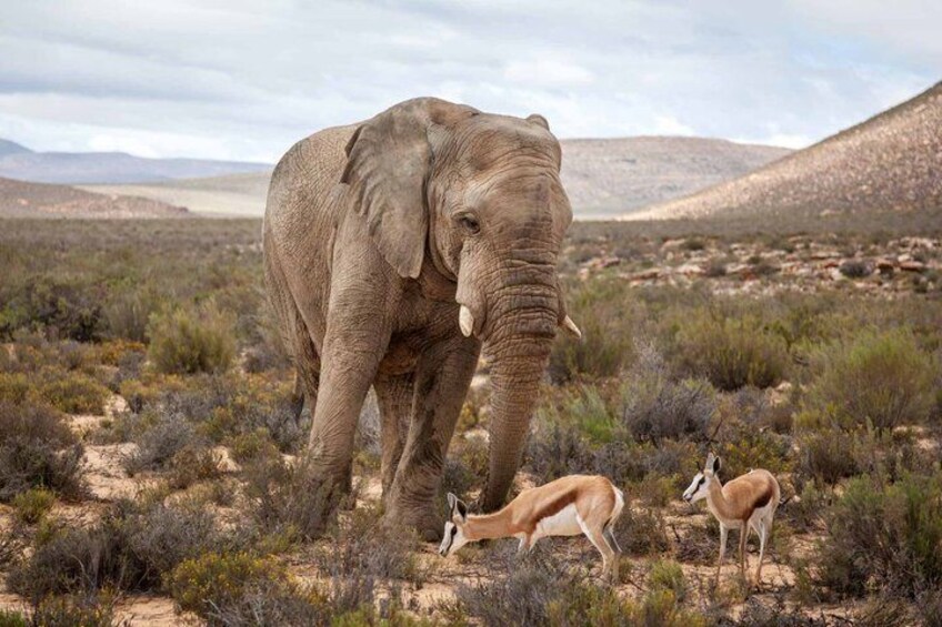 Sip + Safari Adventure: Aquila Game Drive & Spice Route Winelands 2