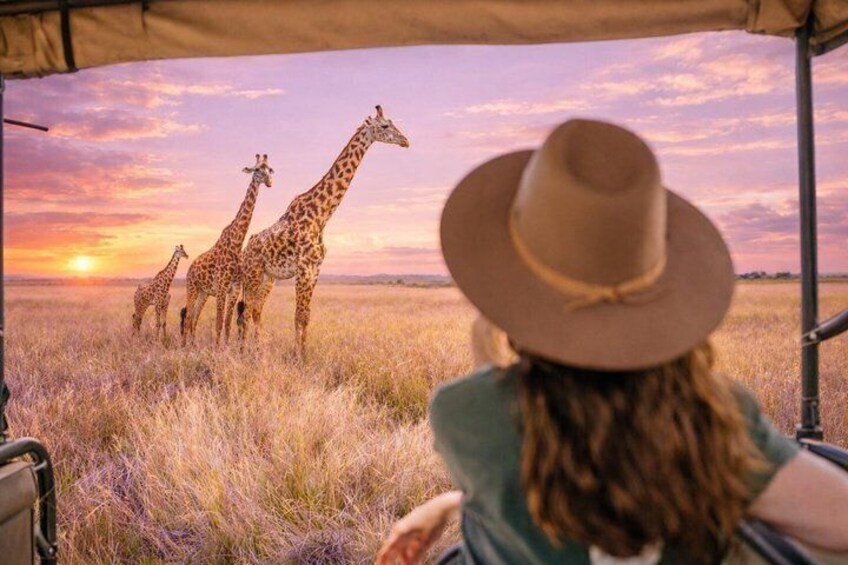 Sip + Safari Adventure: Aquila Game Drive & Spice Route Winelands 1