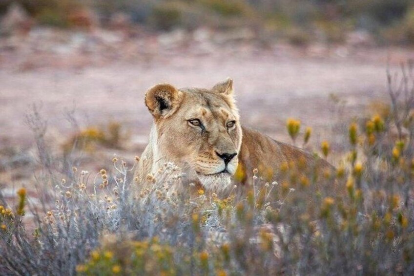 Sip + Safari Adventure: Aquila Game Drive & Spice Route Winelands 4