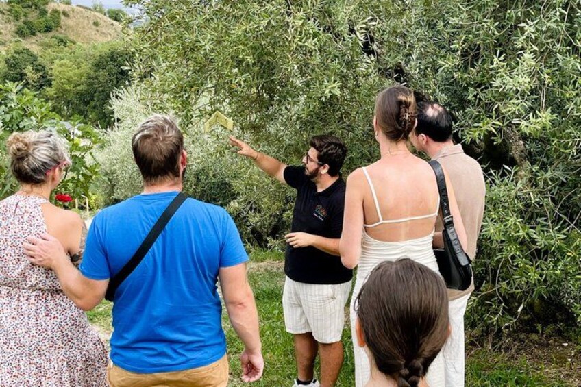 Garda DOP Extra Virgin Olive Oil Tasting and Panoramic Tour 4