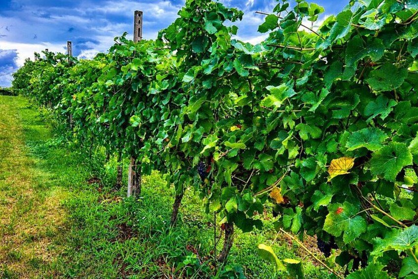 Garda DOP Extra Virgin Olive Oil Tasting and Panoramic Tour 5