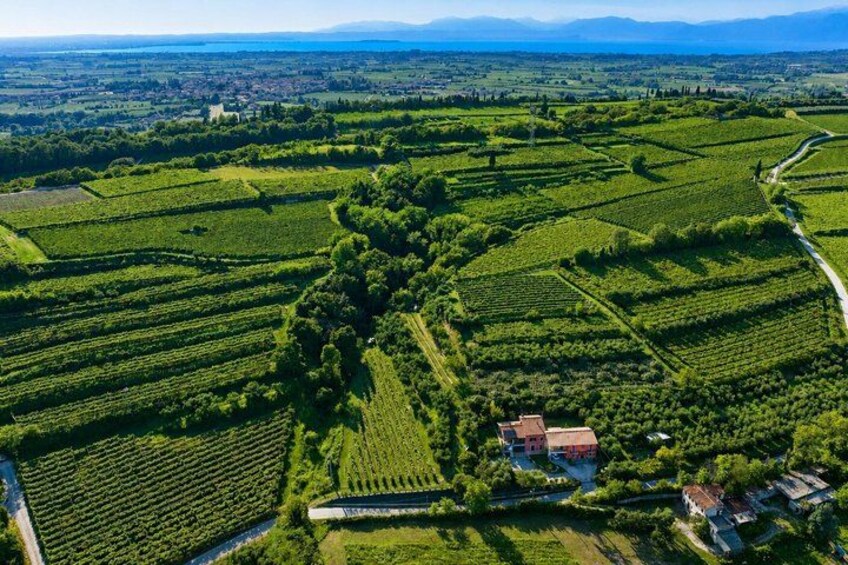 Garda DOP Extra Virgin Olive Oil Tasting and Panoramic Tour 1