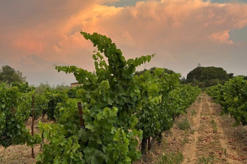 Route d'Orange secret route in the vineyards of Vaucluse 3