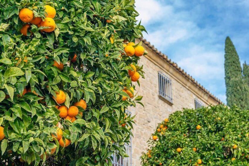 Hello Úbeda Private 2 Hour Intro City Walk with Local Guide 5