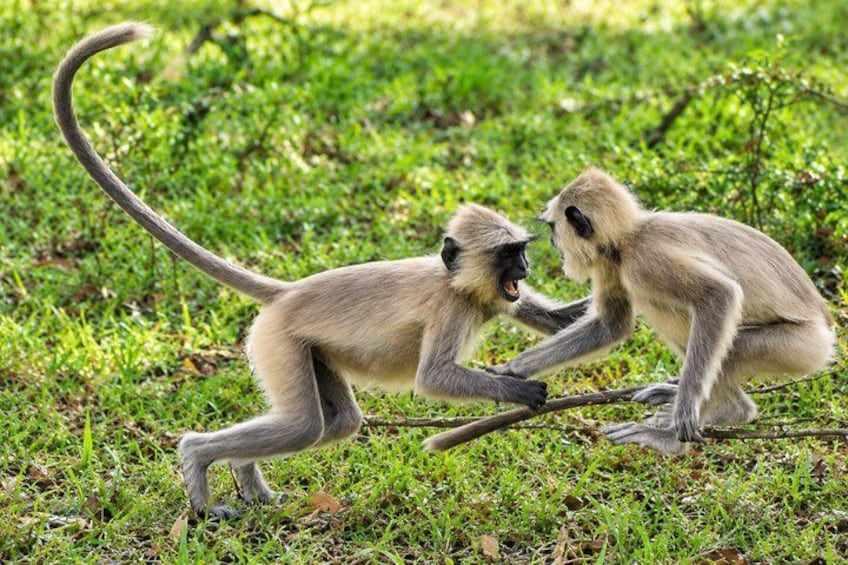 Two monkeys on a grassy field. 2