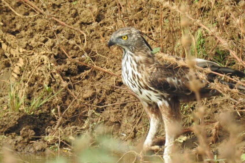 Bundala National Park Safari with Expert Driver 5