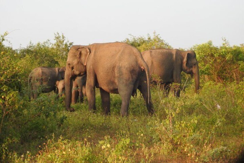 Bundala National Park Safari with Expert Driver 1