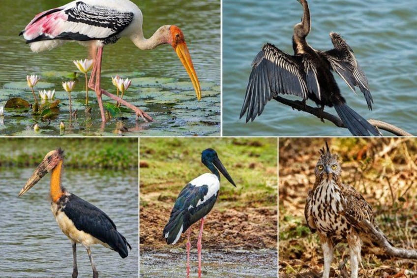 A bird standing in water with lilies, a bird with wings spread, a bird with a long neck, a bird with a white and blue body, and a bird with a patterned body. 1