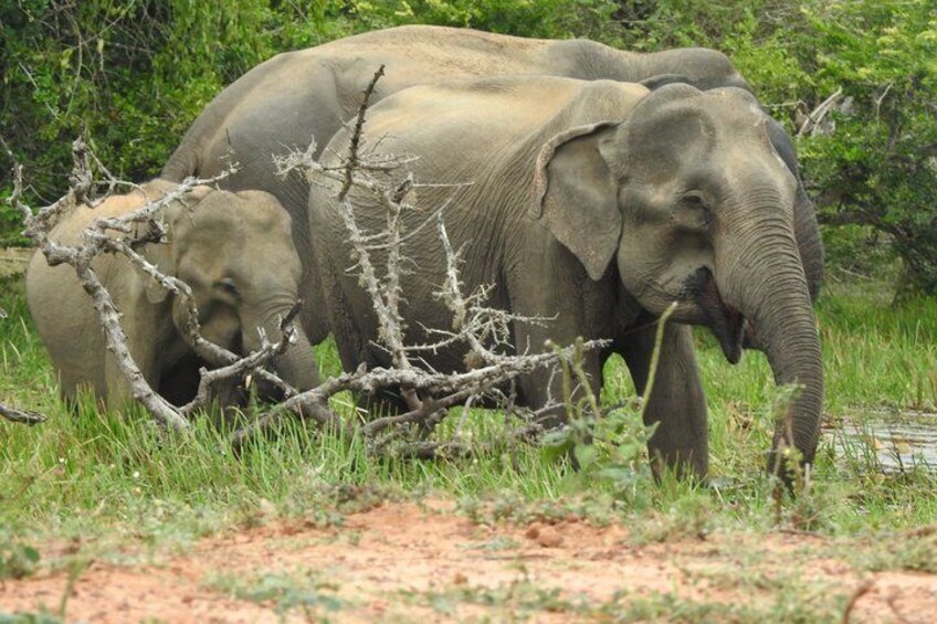 Bundala National Park Safari with Expert Driver 2