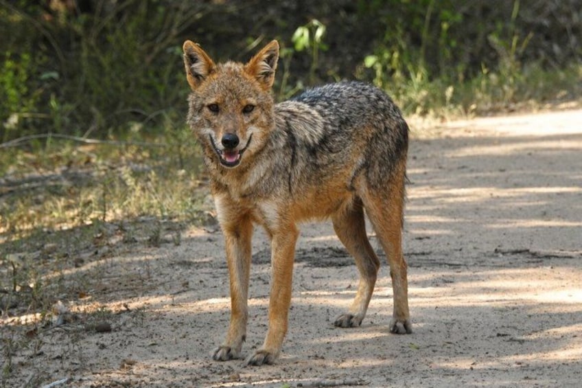 A coyote on a dirt path with dense vegetation in the background. 3
