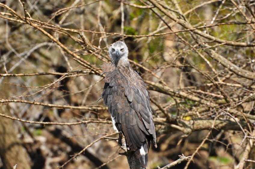 A bird perched on a branch. 4