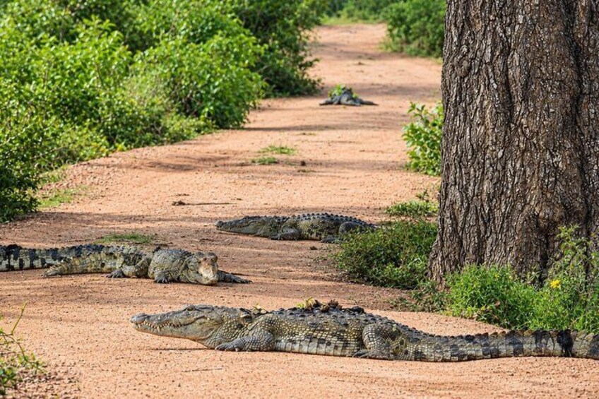 A dirt path with several crocodiles resting near a tree. 3
