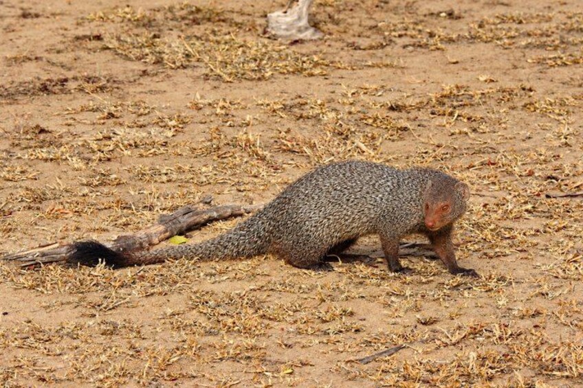 A small, spotted animal on a dry, grassy field. 2