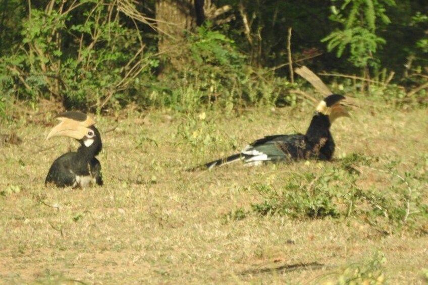 Bundala National Park Safari with Expert Driver 4