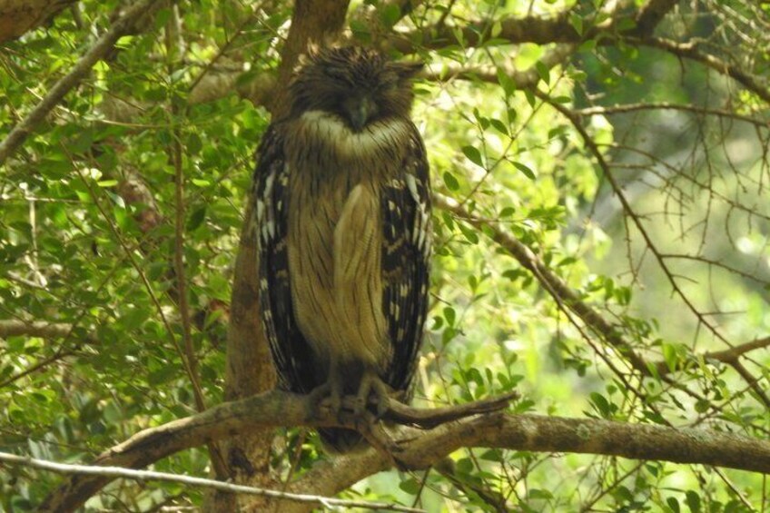 Bundala National Park Safari with Expert Driver 3