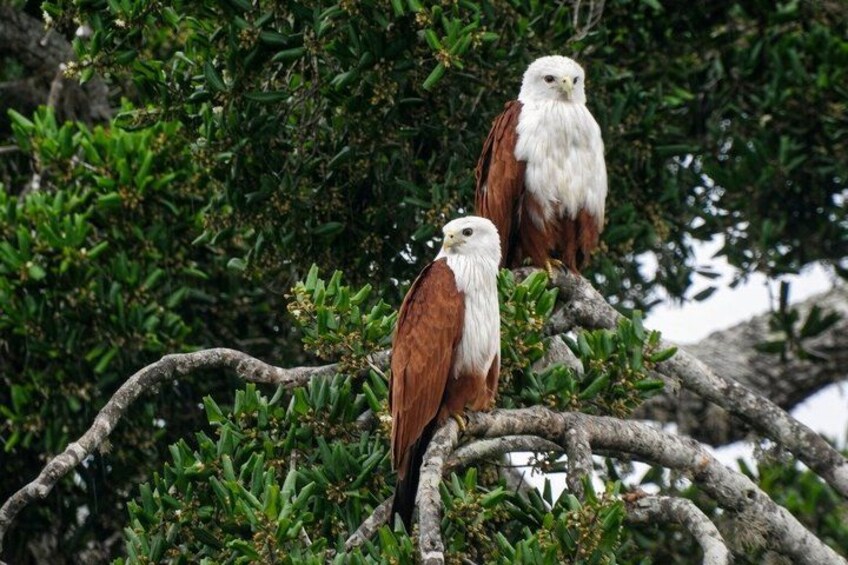Two birds perched on a tree branch. 5