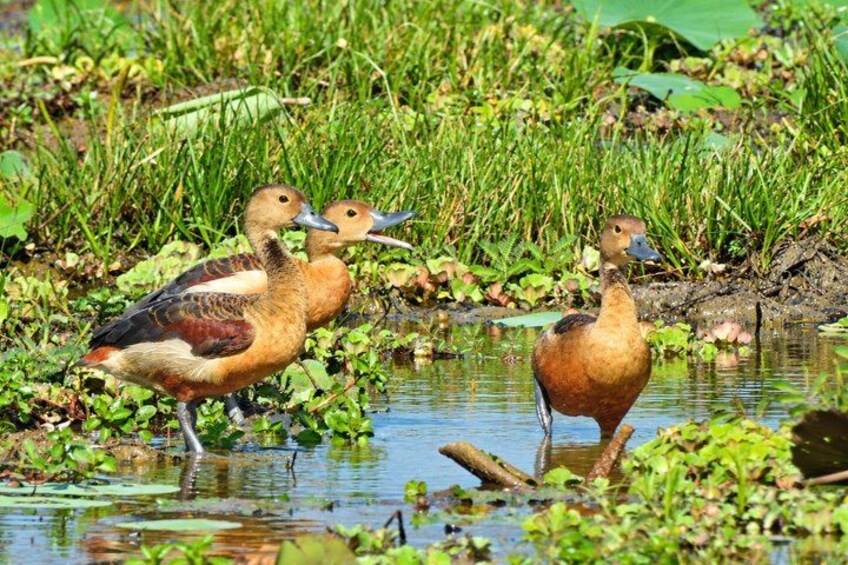Two ducks standing in a pond surrounded by greenery. 5