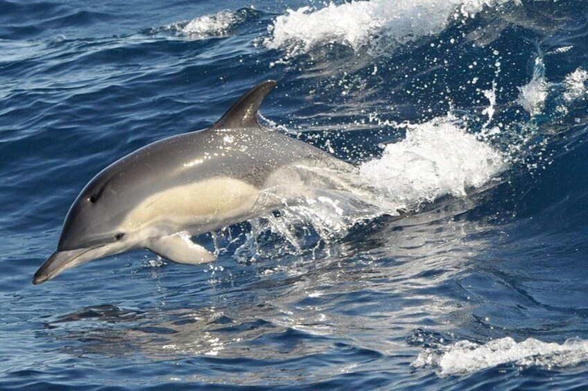MAGIC DOLPHIN - whale watching fuerteventura - dolphin tour - dolphins morro jable 3