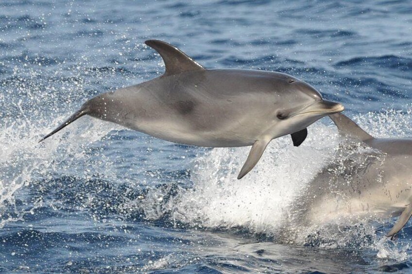 Two dolphins leaping out of the water. 2