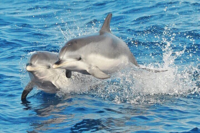 Two dolphins leaping out of the water. 1