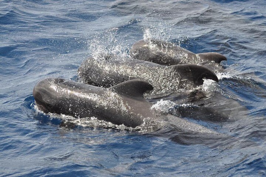 MAGIC DOLPHIN - Fuerteventura dolphins- boat trip - morro jable whales 2