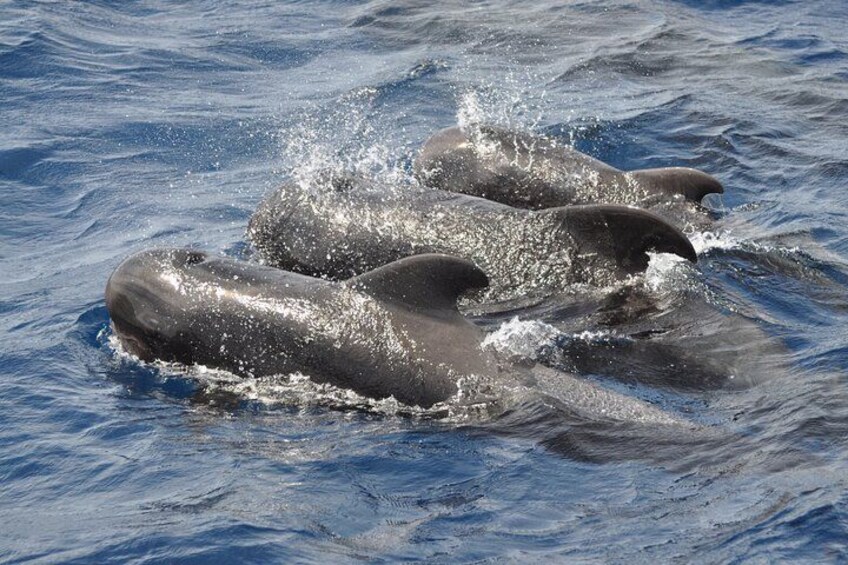 MAGIC DOLPHIN - Fuerteventura dolphins- boat trip - morro jable whales 2