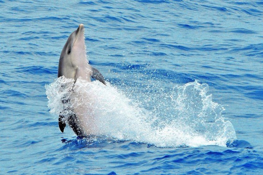 MAGIC DOLPHIN - FUERTEVENTURA boat trips - whale watching - delfin tour 4