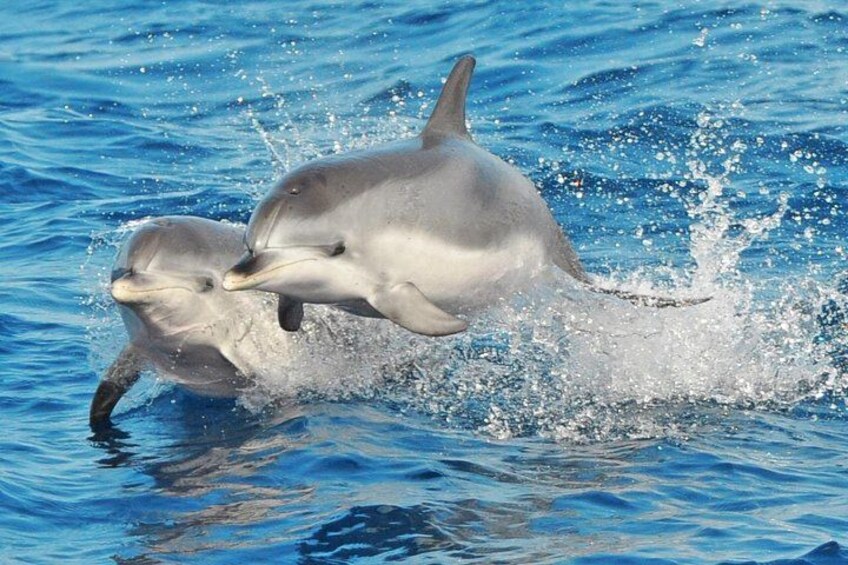 MAGIC DOLPHIN - fuerteventura boat trips - whale watching - dolphin watching 1