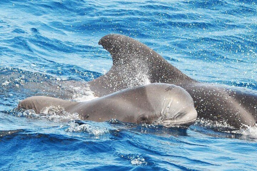MAGIC DOLPHIN - fuerteventura boat trips - whale watching 5