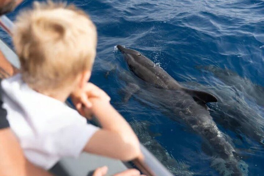 Morro Jable: 2 Hours Magic Dolphin & Whale watching with Drinks & Swim Stop. 4