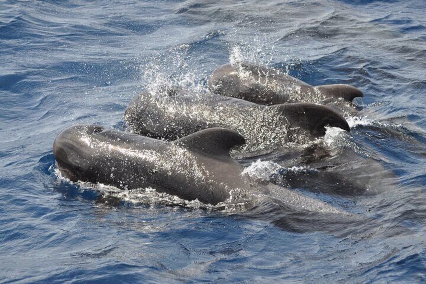 MAGIC DOLPHIN - Fuerteventura dolphins- boat trip - morro jable whales 2