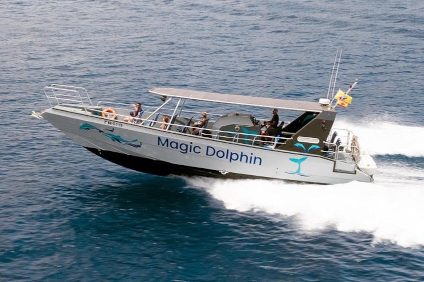 MAGIC DOLPHIN - fuerteventura boat trips - whale watching - dolphin watching 3